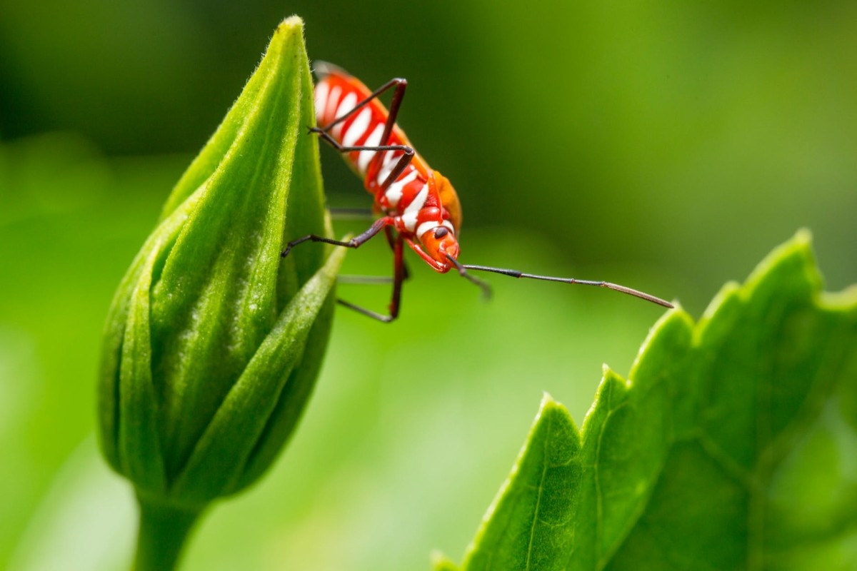 red insect on leaf