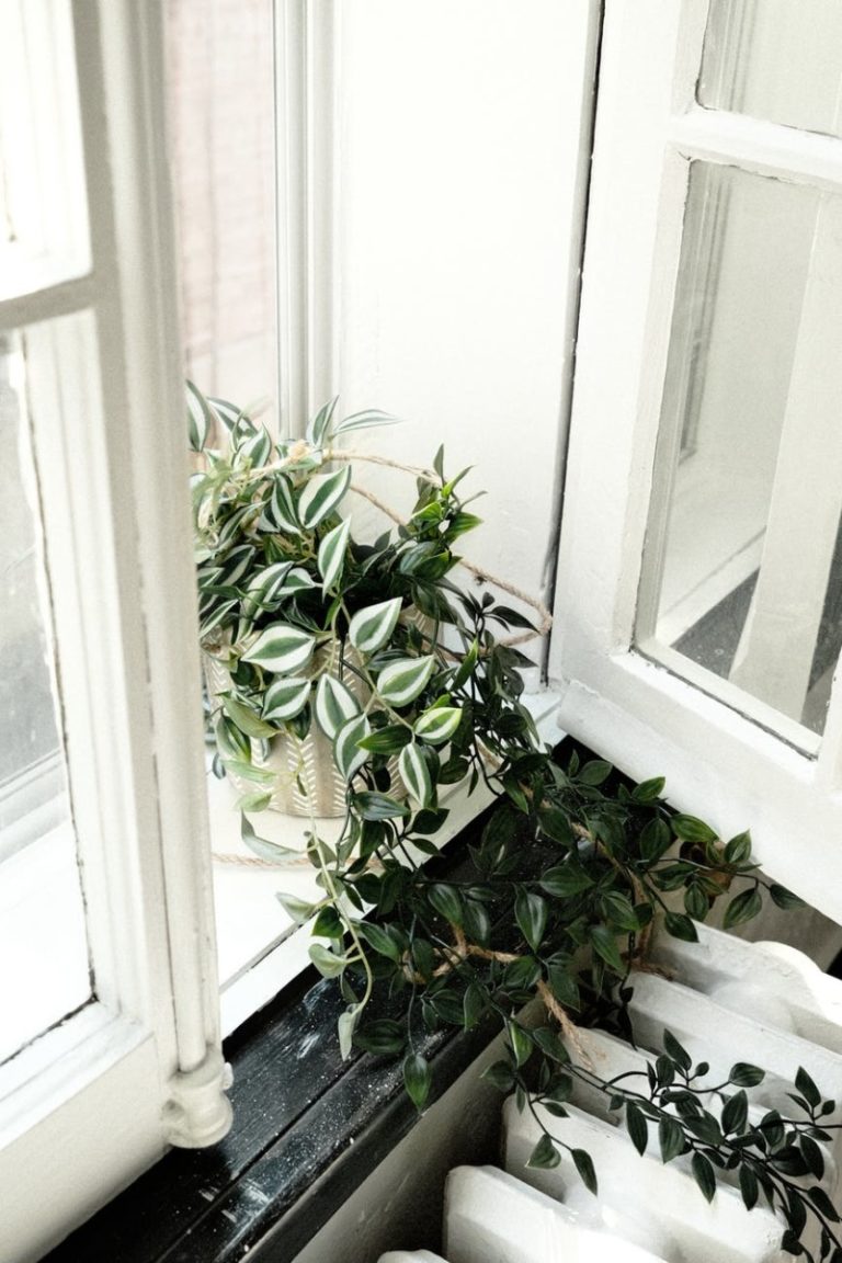10+ Best Indoor Tips For Humid Climate : How To Control Humidity In Bedroom With The Help Of Plants ? (2022)