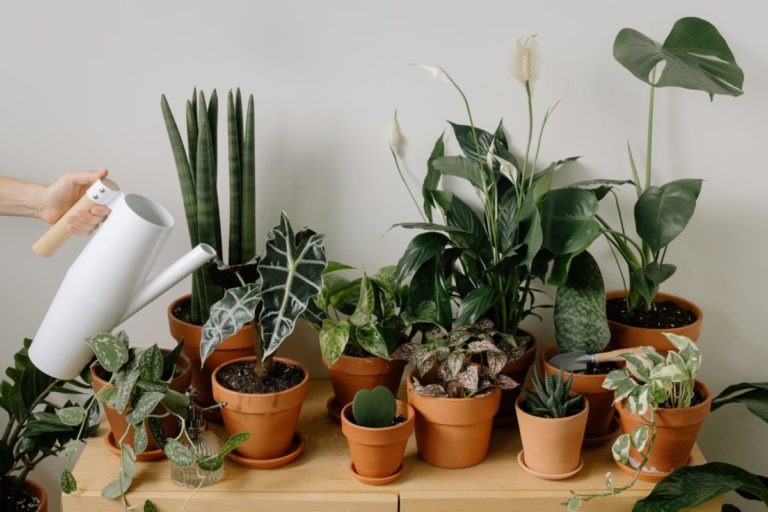 20+ Indoor Gardening Tips For Beginners : Check These Benefits Of Having Plants In Your Bedroom (2022)